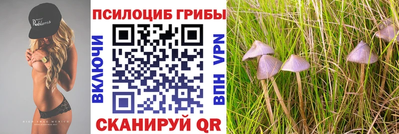 Псилоцибиновые грибы Cubensis  Кисловодск 